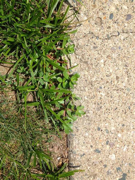 Purdue Turf Tips Weed Management Next To Sidewalks And Driveways