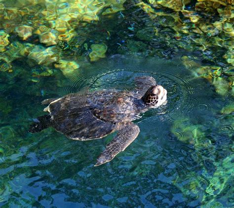 Turtle Tortoise Swimming Free Photo On Pixabay