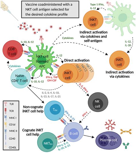 Frontiers Modulation Of Immune Responses To Influenza A Virus