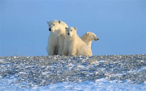 Photography Of Three Polar Bears During Daytime Hd Wallpaper