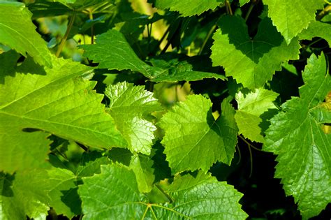 Free Images Tree Vineyard Wine Fruit Leaf Flower Food Herb