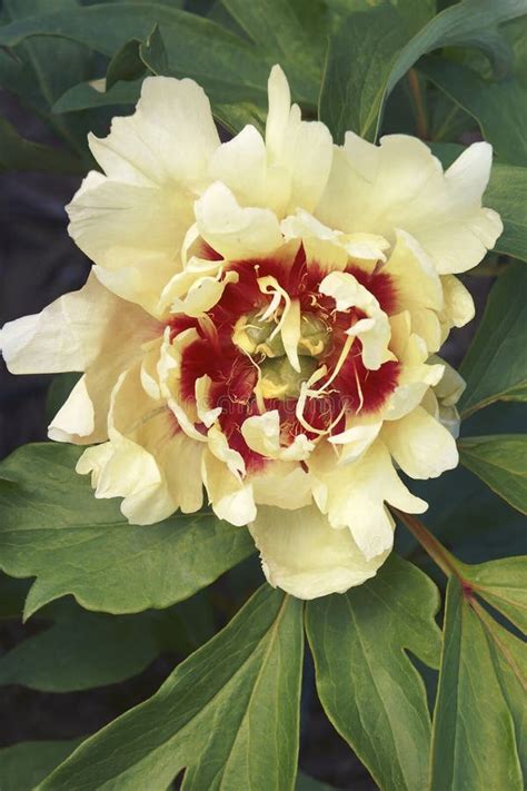 Close Up Image Of Callie`s Memory Itoh Peony Flower Stock Image Image