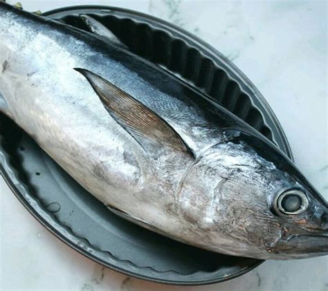 Ikan Tongkol Deho Cakalang Standar Lokal Segar Dan Bergaransi Pack Marketplace Pusat Jual
