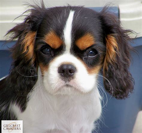 Gallery Of Gillcrest Cavalier King Charles Spaniels Gillcrest Cavaliers