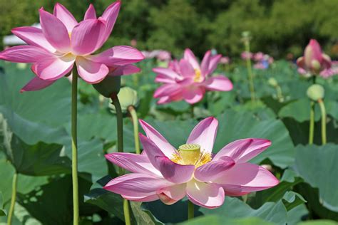 Lotus And Water Lily Festival Kenilworth Park And Aquatic Gardens Us