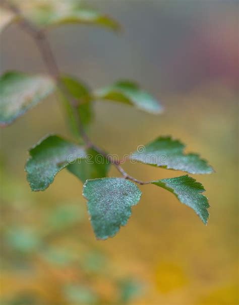 Branch With Green Autumn Leaves With Dew Drops On A Yellow Blurred