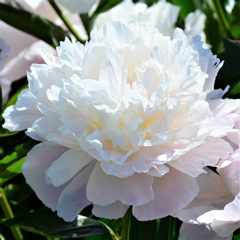 White Peony Bulbs For Sale Officinalis Alba Plena Fragrant Easy