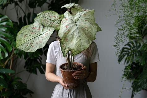 The Calm Of Caladium And How To Grow Indoors