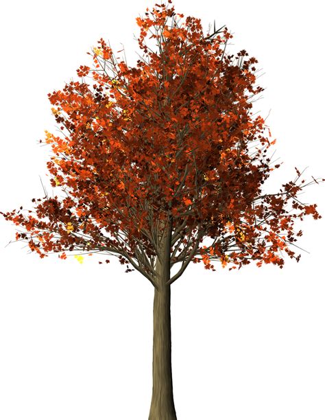 Tree Maple Fall Free Image On Pixabay