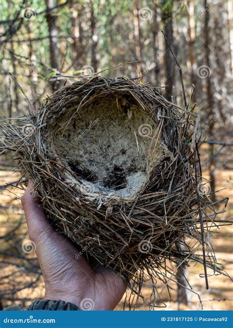 An Abandoned Birds Nest In A Mans Hand Abandoned Birds Nest Stock