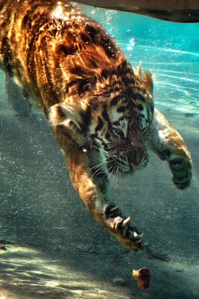 Tigers Swim Destroy What Destroys You Pretty Animals Animals