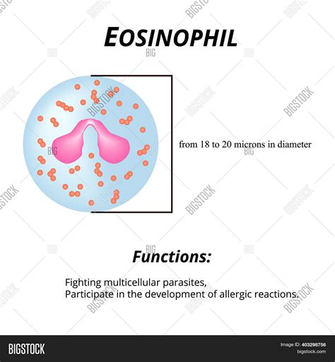 Eosinophils Blood Cell Image And Photo Free Trial Bigstock