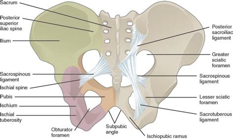 The anatomy of the sartorius muscle of your thigh. Pelvic Fractures - Physiopedia