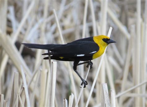 Bobs Gone Birding Birding North Dakota Audubon Lostwood And Des