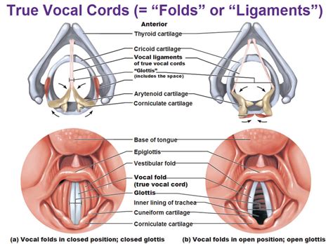 True Vocal Cords Vocal Ligaments Vestibular Fold False Vocal Fold Glottis Closed Position