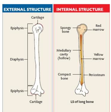 Sectional diagram of a long bone. Structure of a Long Bone - Level 2 anatomy and physiology