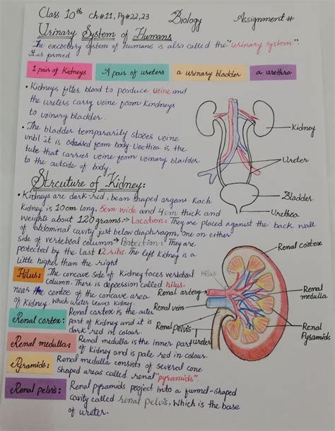 Structure Of Kidney Nurse Study Notes Biology Notes Basic Anatomy