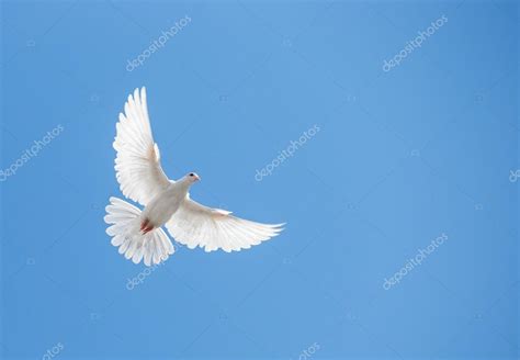 White Dove Flying In The Sky — Stock Photo © Maximkostenko 85235744