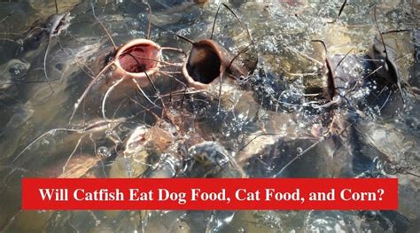 Cats can eat corn or sweetcorn (corn on the cob) in moderation as a treat. Will Catfish Eat Dog Food, Cat Food, and Corn ...
