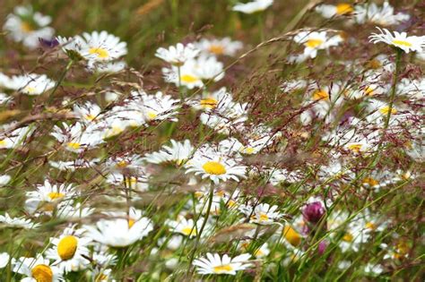Wild Daisies On Mountain Meadow Stock Image Image Of Nature