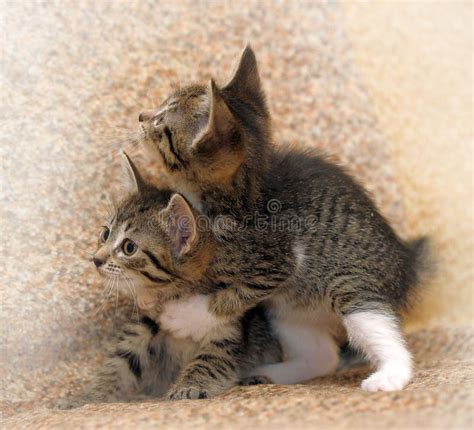 Two Kittens Playing Stock Photo Image Of Pawing Litter 30650110