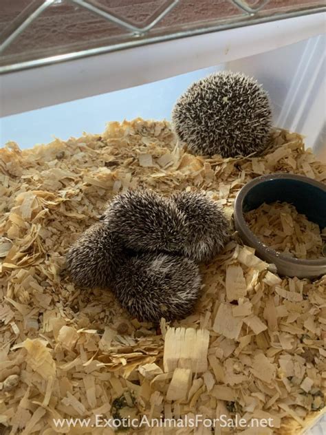 Baby Hedgehogs Cute Adorable For Sale