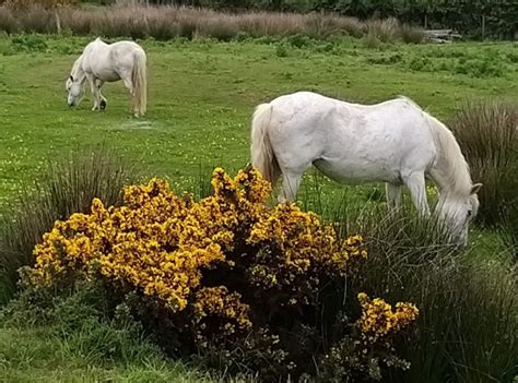 Meet The Eriskay The Eriskay Pony Society