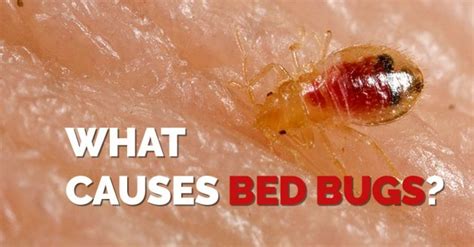 What Causes Bed Bugs Erdyes Pest Control