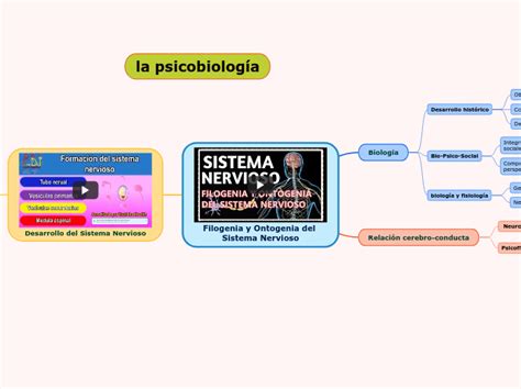 Filogenia Y Ontogenia En El Sisteme Nervio Mind Map Hot Sex Picture