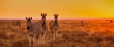 Rural population from 1955 to 2020 rural population urban the 2019 population density in namibia is 3 people per km 2 (8 people per mi 2 ), calculated on a. Cassinga Day 2021, 2022 and 2023 in Namibia ...