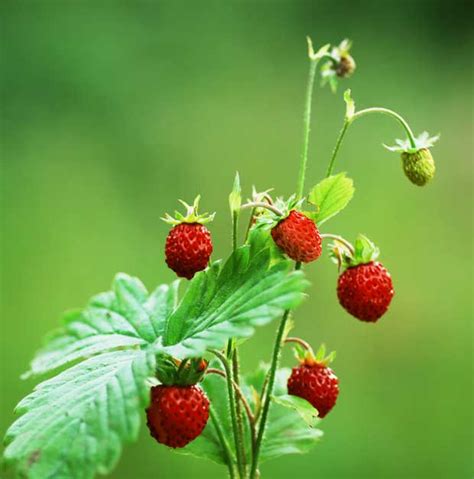 A Guide To Growing Wild Strawberries In New Zealand Thisnzlife