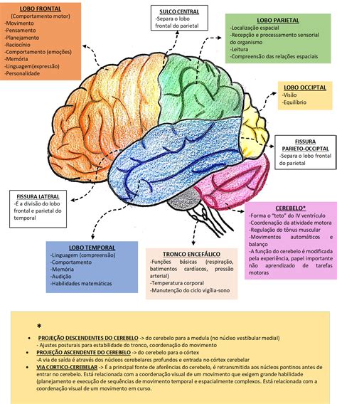 Lobos Do C Rebro Lobos Cerebrais Anatomia Do C Rebro Humano Livro