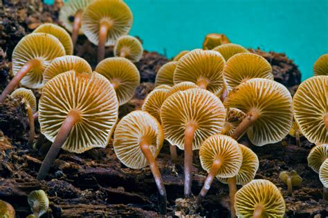 8 Fantastic Facts About Fungi Bbc Earth