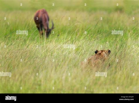 Lion Waiting To Pounce Hi Res Stock Photography And Images Alamy