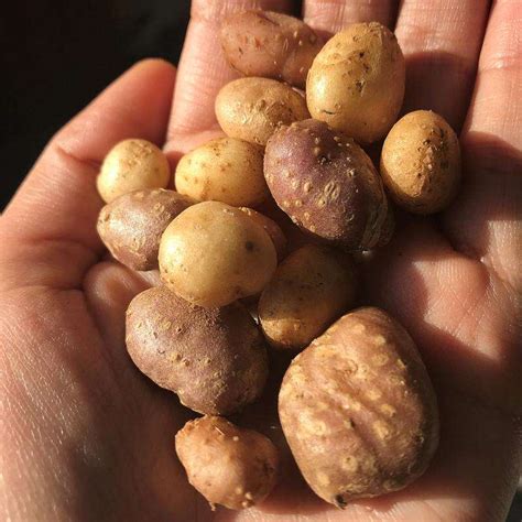 On The Trail Of Tiny Tubers This Four Corners Potato Was A Staple Of