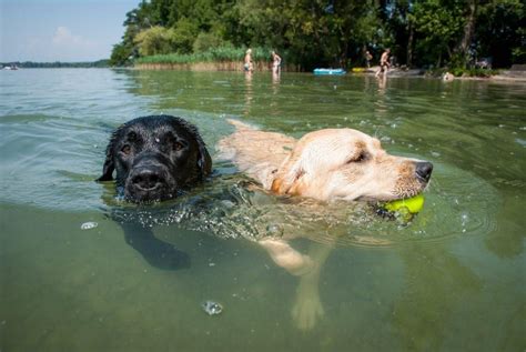 The 9 Best Places To Take Your Dog Swimming In 2023 Dog Swimming