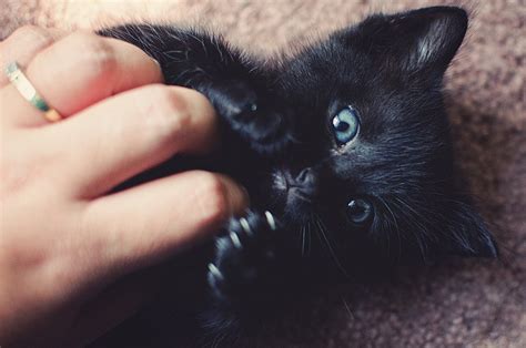 Luna The Kitten Black Kitten With Blue Eyes Cats
