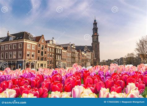 Amsterdam Netherlands With Spring Tulip Flower Stock Photo Image Of