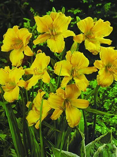 Stella D Oro Yellow Daylilies 5 Bare Root Perennials Re BloomerSKYWAY