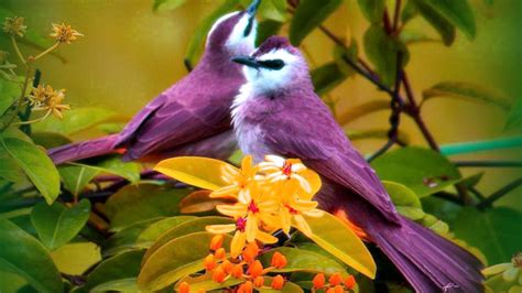 Bird Animal Beautiful Wild Wings Exotic Birds Wallpapers Hd Desktop And Mobile Backgrounds