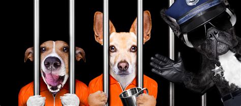 Dogs Behind Bars In Jail Prison Stock Photo Download Image Now Istock