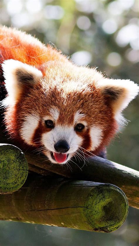 Cute Baby Red Pandas Wallpaper Iphone Hd Panda