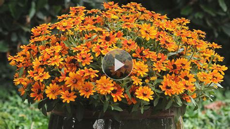 Jul 24, 2021 · gazania flowers thrive in full sun. Annuals in the Landscape | Annual flowers, Best annual ...