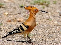 العشرة المبشّرون بالجنّة) yaitu sepuluh orang yang dijanjikan masuk surga, adalah sebuah istilah sejarah dan hadis ahlusunah yang diambil dari hadis nabawi, yang dipakai untuk mengisyaratkan kepada sepuluh orang sahabat yang mana nabi saw telah memberikan satu kabar gembira kepada mereka tentang. Misteri Pasukan Burung Nabi Sulaiman ? | Kanzunqalam's Blog