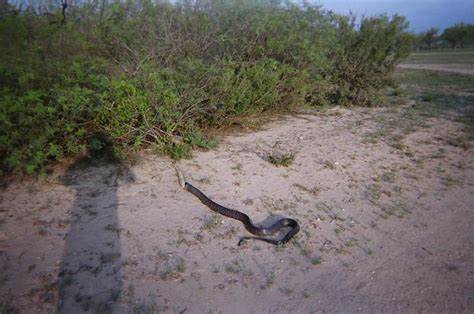 8 Blue Indigo Snake Eating A 5 Rattlesnake Becca Deadly Flickr