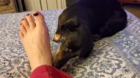 Dog Licking Feet Until Sore Dogjulllc