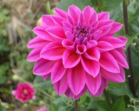Pink Dahlia Flower Hd Wallpaper Download For Mobile