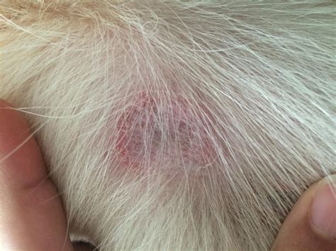 Dog Skin Peeling And Hair Loss Toxoplasmosis