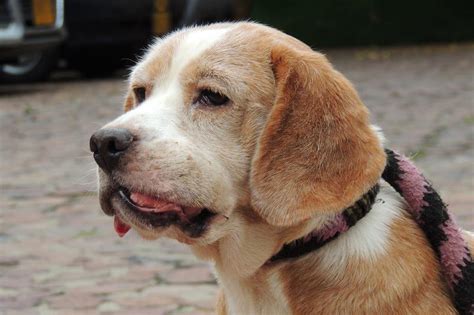 Can Bone Tumors In Dogs Be Benign
