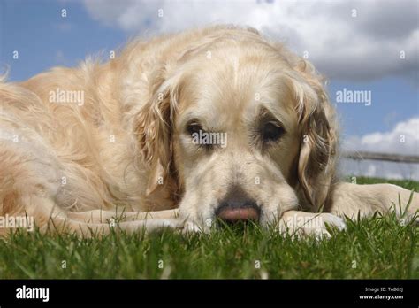 Golden Retriever Adult Hi Res Stock Photography And Images Alamy